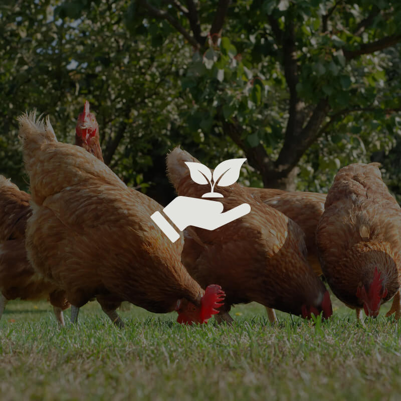 Billys Natural and Honest eggs_low carbon footprint